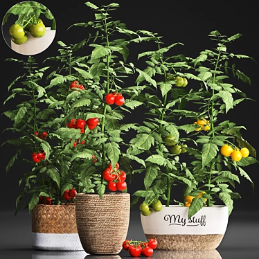 Title: Exotic Tomato - Indoor Plant Collection 3D model image 1 