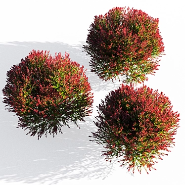 Elegant Melaleuca Claret Tops 3D model image 1 