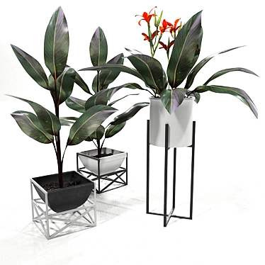 Lush Canna Plant Duo 3D model image 1 