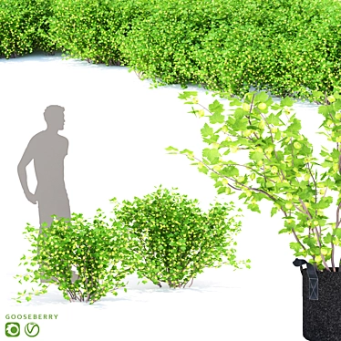 Gooseberry Bushes for Easy Gardening 3D model image 1 