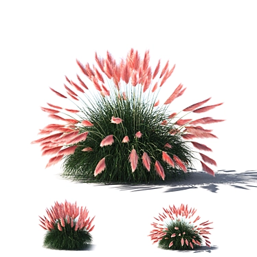 Pampas Grass: Stunning Ornamental Variety 3D model image 1 