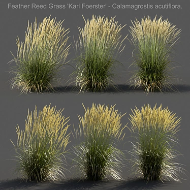 Realistic 3D Feather Reed Grass 3D model image 1 