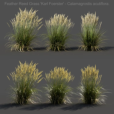 Realistic Feather Reed Grass Models 3D model image 1 