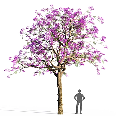 Jacaranda Mimosifolia 3D Model 3D model image 1 