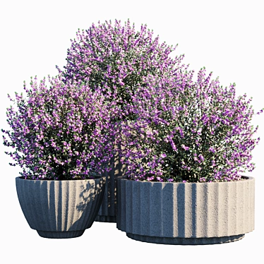 Leucophyllum Plant in Pots 3D model image 1 