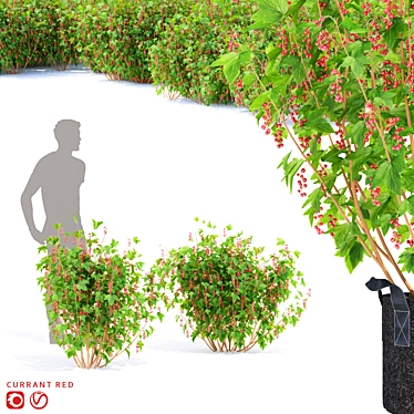 Vibrant Redcurrant Bushes: Perfect for Your Garden! 3D model image 1 