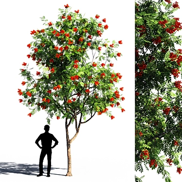 Russian Rowanberries 5 Pro 3D model image 1 