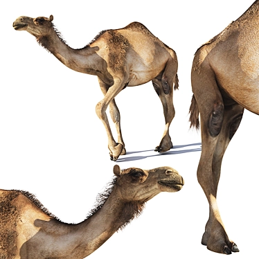 Quads-Based Camel Model 3D model image 1 