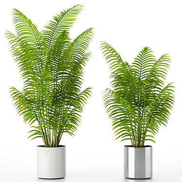 Exotic Areca Howeia Palms 3D model image 1 