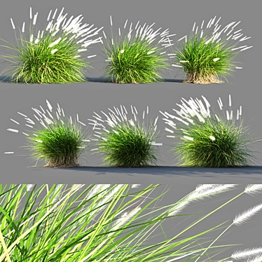 Compact Pennisetum Setaceum Grass 3D model image 1 