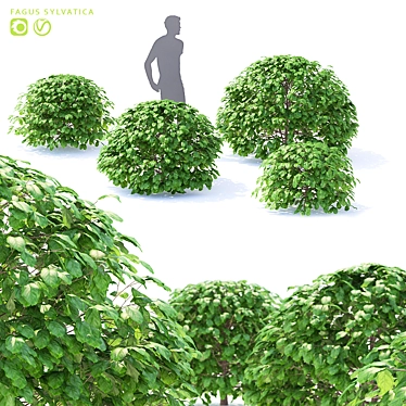 European Beech Balls | Fagus Sylvatica Spheres 3D model image 1 