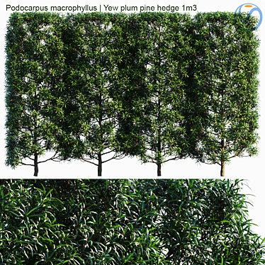Evergreen Yew Plum Pine Hedge 3D model image 1 