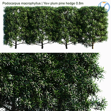 Podocarpus Hedge: Yew Plum Pine 3D model image 1 