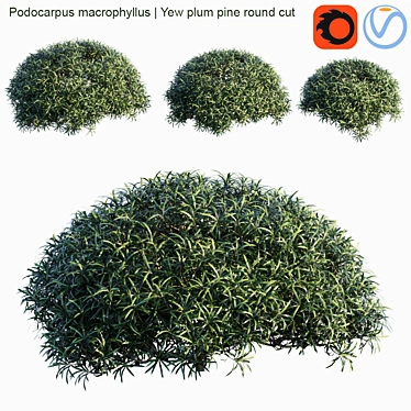 Colorful Podocarpus Macrophyllus: Yew Plum Pine 3D model image 1 