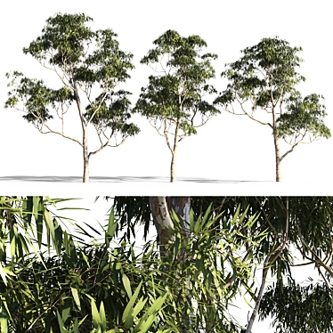 Eucalyptus 7 - Vibrant Variations 3D model image 1 