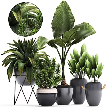 Exotic Plant Collection: Alocasia, Palm Grass, Bromelia & More 3D model image 1 