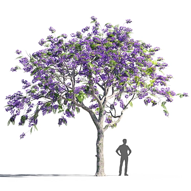 Jacaranda mimosifolia Tree: Vibrant and Majestic 3D model image 1 