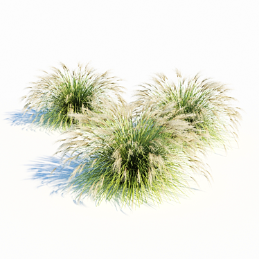 Elegant Miscanthus Sinensis Grass 3D model image 1 