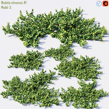 High-Quality Wedelia chinensis Model 3D model image 1 