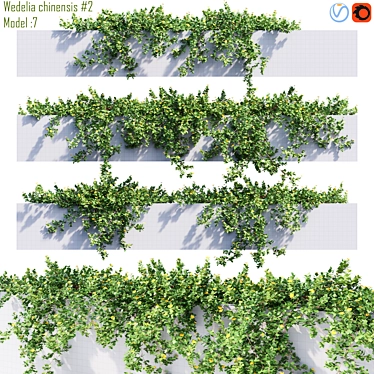  Realistic Wedelia Chinensis 3D Model 3D model image 1 