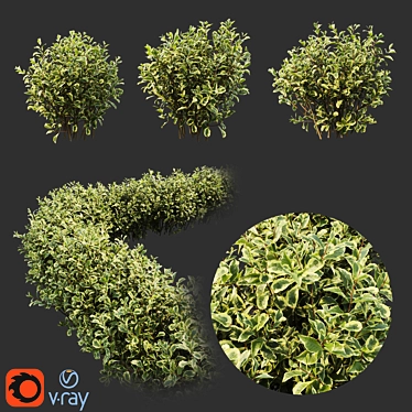 Stunning Weigela Florida Set 3D model image 1 