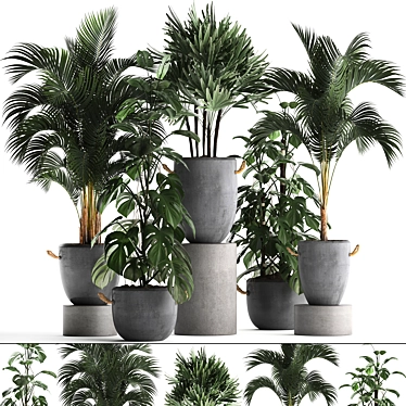 Exotic Indoor Plant Collection 3D model image 1 