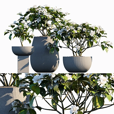 Fragrant Gardenia in Pots 3D model image 1 