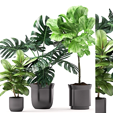 Plants 163: Monstera, Rubber & Ficus 3D model image 1 