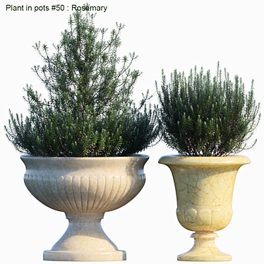 Aromatic Rosemary in Pots 3D model image 1 