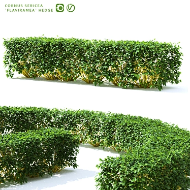 Golden Hedge | Cornus sericea `Flaviramea` 3D model image 1 