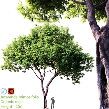 Exotic Blossom: Jacaranda - Dolonix Regia 3D model image 1 