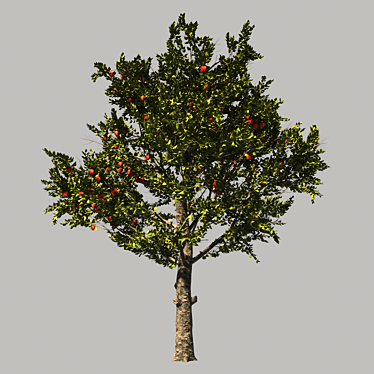 AppleTree Model 3D model image 1 