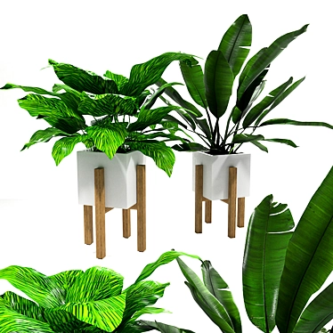 Tropical Banana Leaf Calathea Set 3D model image 1 