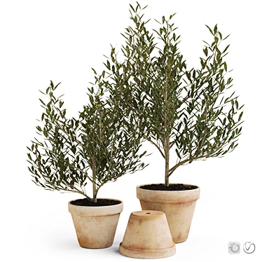 Olive Trees in Terracotta: Decorative Plant Set 3D model image 1 