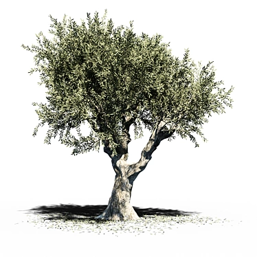 Europa Olea: Majestic Summer Tree 3D model image 1 