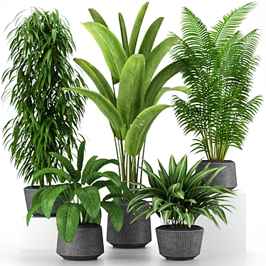 Tropical Indoor Plants Collection 3D model image 1 