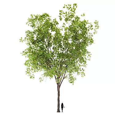  Majestic Maple Tree - 20m Height 3D model image 1 