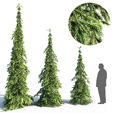 Elegant Weeping White Spruce 3D model image 1 