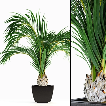 Tropical Oasis: Realistic Decorative Palms 3D model image 1 