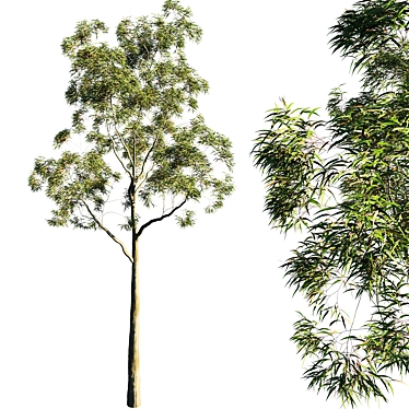 Citrus-Infused Eucalyptus Tree 3D model image 1 