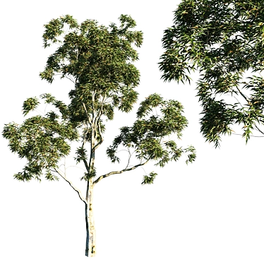 Citrus Scented Tree - Corymbia citriodora 02 3D model image 1 