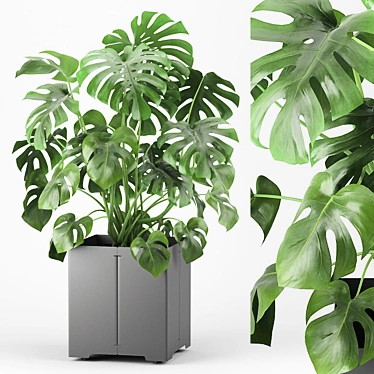 Tropical Monstera Pot Plant 3D model image 1 