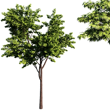 Acer Green Maple Tree 3D model image 1 