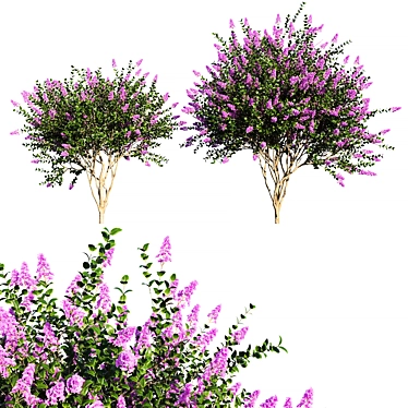 Lagerstroemia Indica Tree: Stunning 2014 Edition 3D model image 1 