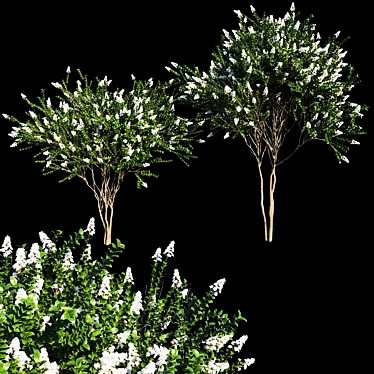 White Crape Myrtle: Elegant Blooms 3D model image 1 