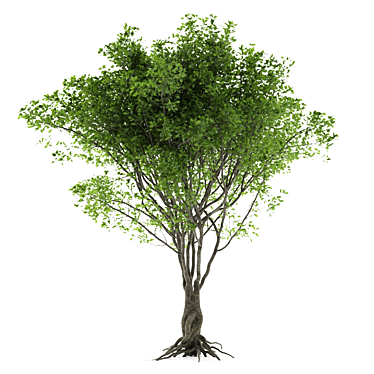 PolyTree: 5.2M Polys 3D model image 1 