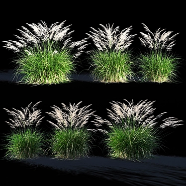 Miscanthus Sinensis: Ornamental Grass 3D model image 1 