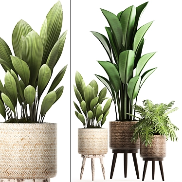 Plant Collection: Exotic Houseplants 3D model image 1 