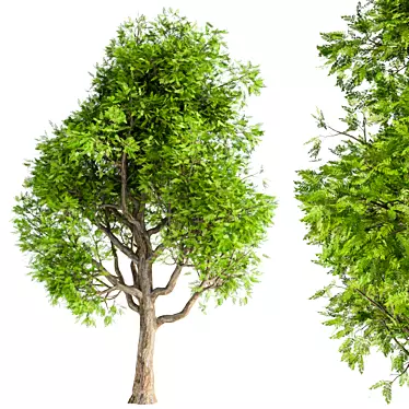 Elegant Japanese Tree Green 3D model image 1 