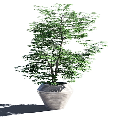 Japanese Maple in Pot - 4 3D model image 1 